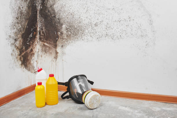 Mold Removal and Inspection in De Pue, IL