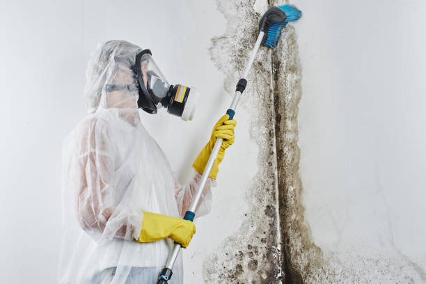 Home Mold Removal in De Pue, IL