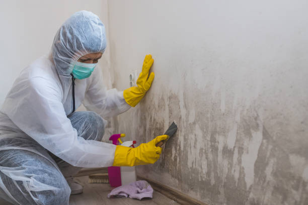 Best Black Mold Removal  in De Pue, IL