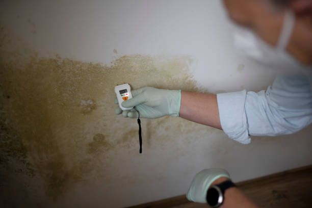 Professional Mold Removal in De Pue, IL