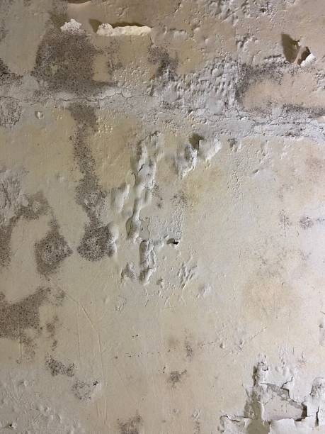 Best Mold Testing  in De Pue, IL