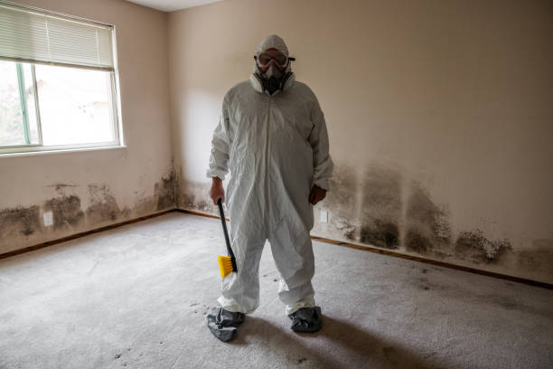 Best Fast Mold Removal  in De Pue, IL